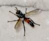 Cylindromyia sp.